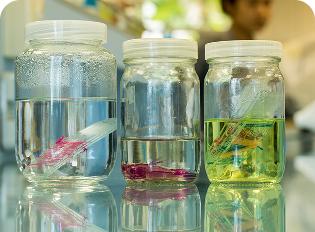 Ovarian tissue preservation