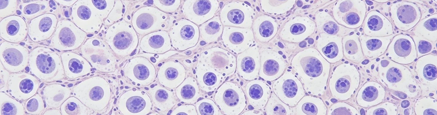 Hematopathology