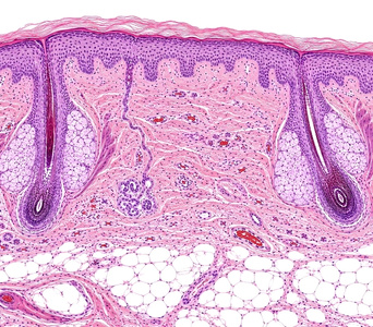 Routine Staining